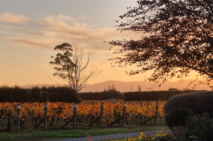 Image of Martinborough Vineyard in Wairarapa region 